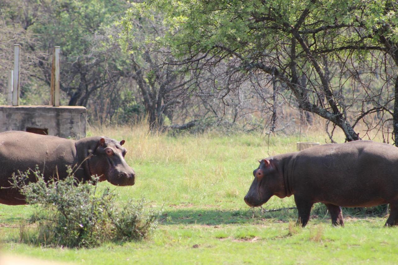 Ferienwohnung Wilgeboomsdrift Safaris Modimolle Exterior foto